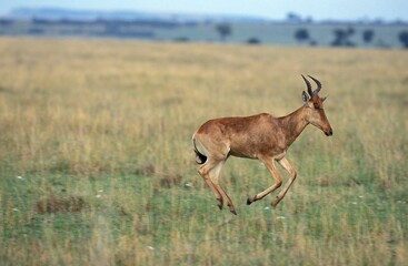 HARTEBEEST alcelaphus buselaphus, ADULT RUNNING, MASAI MARA PARK IN KENYA