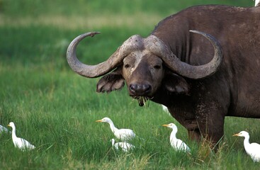 Obraz premium AFRICAN BUFFALO syncerus caffer WITH CATTLE EGRETS bubulcus ibis, MASAI MARA PARK IN KENYA