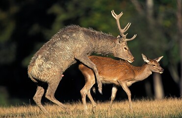 RED DEER cervus elaphus, PAIR MATING, FRANCE