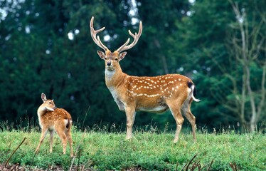 VIETNAMESE SIKA DEER cervus nippon pseudaxis, MALE AND FAWN