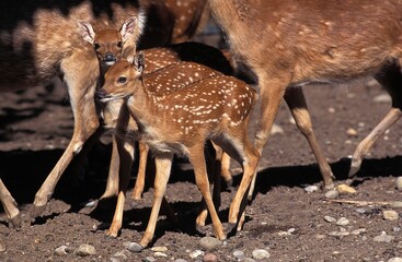 AXIS DEER axis axis, FAWNS