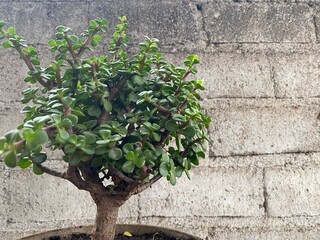 bonsai over a white old wall