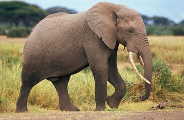 AFRICAN ELEPHANT loxodonta africana, ADULT MALE, KENYA