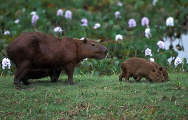 CAPYBARA hydrochoerus hydrochaeris, FEMALE WITH BABIES, PANTANAL IN BRAZIL
