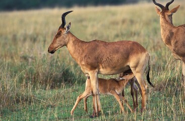 HARTEBEEST alcelaphus buselaphus, CALF SUCKLING MOTHER, MASAI MARA PARK IN KENYA