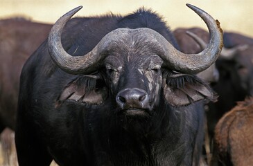 Naklejka premium AFRICAN BUFFALO syncerus caffer, MASAI MARA PARK IN KENYA