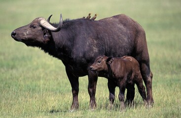 AFRICAN BUFFALO syncerus caffer IN MASAI MARA PARK IN KENYA