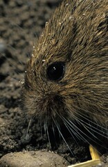 COMMON VOLE microtus arvalis, HEAD CLOSE-UP OF ADULT, FRANCE