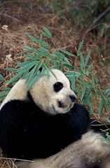 GIANT PANDA ailuropoda melanoleuca, WOLONG RESERVE IN CHINA