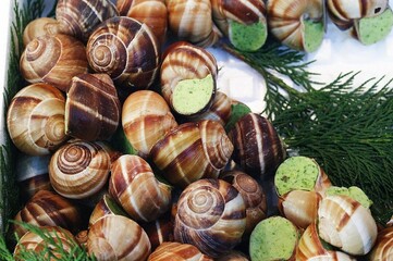 ROMAN SNAIL helix pomatia, RECIPE WITH GARLIC BUTTER