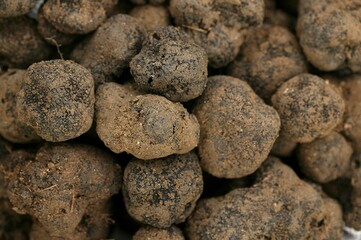 PERIGORD TRUFFLE tuber melanosporum, DROME IN THE SOUTH EAST OF FRANCE
