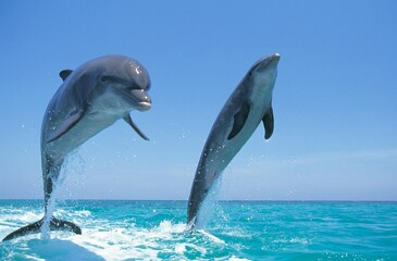BOTTLENOSE DOLPHIN tursiops truncatus, PAIR LEAPING OUT OF WATER, HONDURAS © slowmotiongli