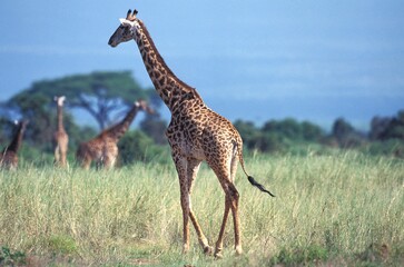 MASAI GIRAFFE giraffa camelopardalis tippelskirchi, GROUPE OF ADULTS IN SAVANNAH, KENYA