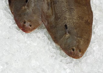 FRESH SOLE FISH solea solea ON ICE