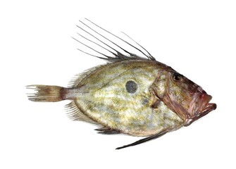 FRESH JOHN DORY zeus faber AGAINST WHITE BACKGROUND