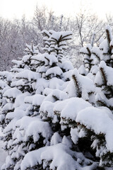 Fir trees covered with new snow vertical image