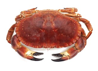 EDIBLE CRAB cancer pagurus AGAINST WHITE BACKGROUND