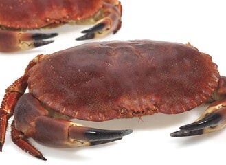 EDIBLE CRAB cancer pagurus AGAINST WHITE BACKGROUND
