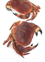 EDIBLE CRAB cancer pagurus AGAINST WHITE BACKGROUND