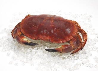 EDIBLE CRAB cancer pagurus ON ICE