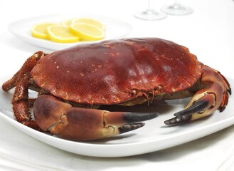 EDIBLE CRAB cancer pagurus IN PLATE WITH SLICES OF LEMON