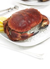 EDIBLE CRAB cancer pagurus IN PLATE WITH SLICES OF LEMON