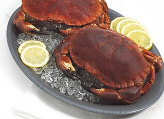 EDIBLE CRAB cancer pagurus IN PLATE WITH SLICES OF LEMON