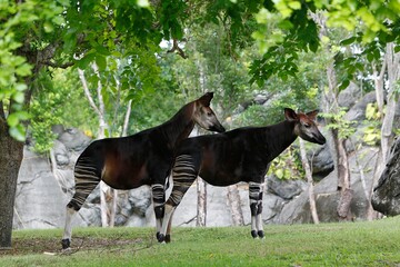 Naklejka na ściany i meble Okapi, okapia johnstoni, Male with Female