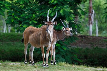 Cape Eland, taurotragus oryx, Male with Female