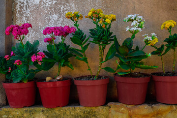Sequencia de flores coloridas em potes. Plantas decorativas