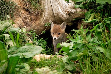 Fototapeta na wymiar RED FOX vulpes vulpes, PUP EMERGING FROM DEN, NORMANDY IN FRANCE