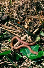 COMMON EARTHWORM lumbricus terrestris, FRANCE