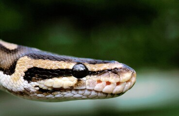ROYAL PYTHON python regius, CLOSE-UP OF HEAD