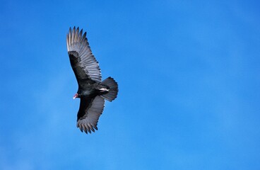 TURKEY VULTURE cathartes aura, ADULT IN FLIGHT, MEXICO