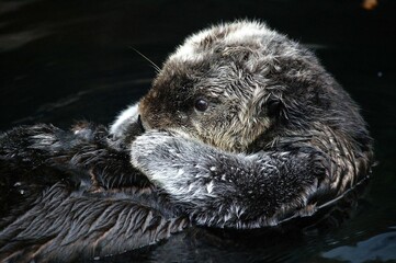 SEA OTTER enhydra lutris, JUVENILE GROOMING, MONTEREY BAY IN CALIFORNIA