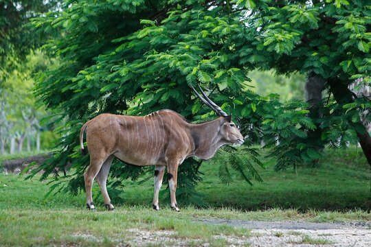 Cape Eland, Taurotragus Oryx, Male