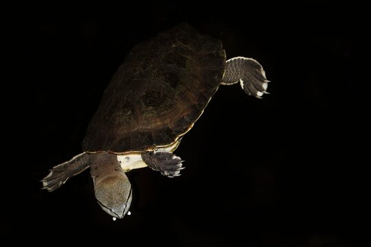 Hilaire's Sideneck Turtle, phrynops hilarii, Adult swimming