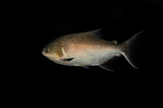 Tambaqui ou Pacu Fish, colossoma macropomum, Adult