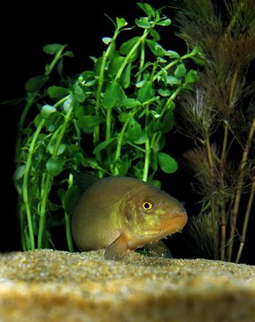 TENCH tinca tinca, ADULT EMERGING FROM AQUATIC PLANTS, FRANCE