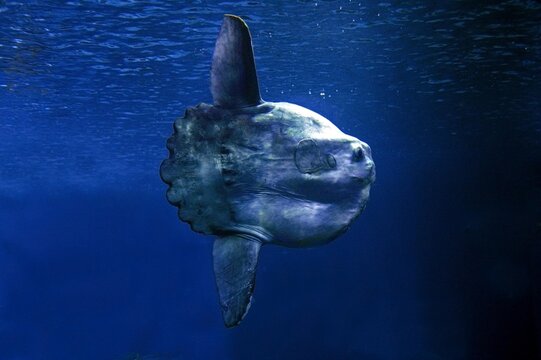 SUNFISH mola mola, CALIFORNIA