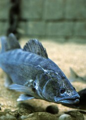 ZANDER stizostedion lucioperca, LOIRE IN FRANCE