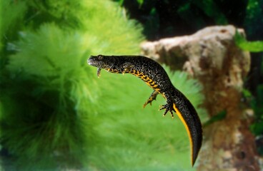 ALPINE NEWT triturus alpestris, NORMANDY IN FRANCE