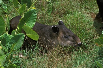 LOWLAND TAPIR tapirus terrestris, ADULT EMERGING FROM LONG GRASS