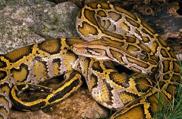 INDIAN PYTHON python molurus