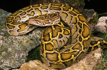 INDIAN PYTHON python molurus