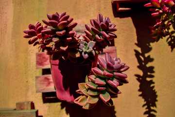 Planta suculenta vermelha com fundo de parede marrom