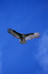 TURKEY VULTURE cathartes aura, ADULT IN FLIGHT, MEXICO