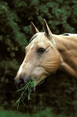 QUARTER HORSE, EATING GRASS