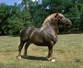 POSTIER BRETON, DRAUGHT HORSE, STALLION STANDING ON GRASS
