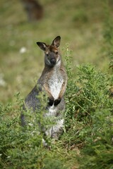 BENNETT'S WALLABY macropus rufogriseus, ADULT IN BUSH, AUSTRALIA